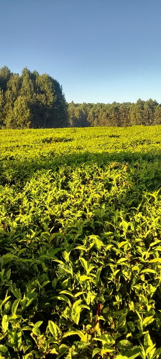 The image captures a vibrant agricultural landscape, likely a tea plantation, under a clear blue sky. The foreground and midground are filled with densely packed, lush green plants, which appear to be tea bushes. These plants exhibit varied shades of green, with strong highlights on their upper surfaces indicating direct sunlight.
In the background, a thick line of tall, dark green trees forms a natural boundary, separating the cultivated field from the sky. The sky above is a uniform, bright blue, entirely free of clouds, suggesting clear and fair weather. The bright sunlight creates noticeable shadows and depth within the foliage of the plants.
The scene conveys a sense of natural beauty and agricultural abundance. Given the context, this landscape is located in Kapsabet, Kenya, a region well-known for its extensive tea farms. The time of day appears to be either morning or late afternoon, characterized by the angle and intensity of the sunlight.
No people, animals, or man-made objects are visible in the image, nor is any specific activity taking place. There is no visible text.