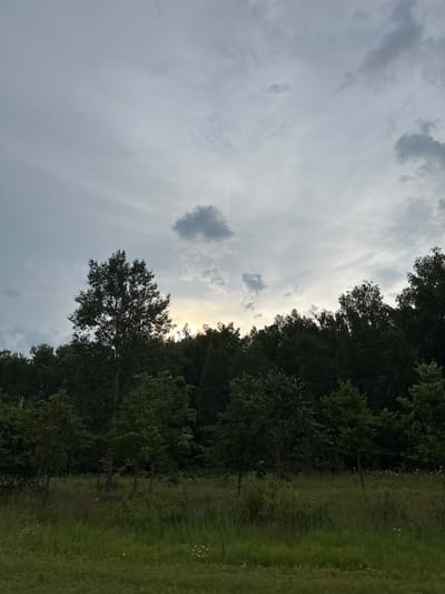 The image depicts a serene, overcast sky over a dense forest and a grassy field. The sky is a mix of gray clouds with hints of a pale yellow glow peeking through near the horizon, suggesting either sunrise or sunset. A large, solitary tree stands prominently in the foreground, silhouetted against the sky. The forest behind it is a dark expanse of various trees, with the top of their canopies reaching up towards the sky. In front of the forest, a field of tall grass and scattered wildflowers stretches across the frame. The overall scene is natural and tranquil, evoking a sense of peacefulness. The location is identified as Заря Снт, Russia. There are no people or specific actions visible in the image.