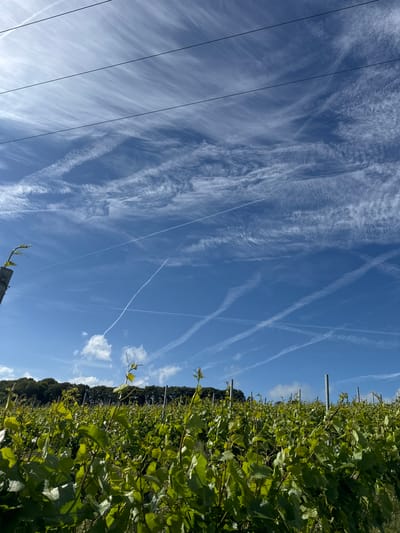The image depicts a vineyard in Canterbury, United Kingdom. The foreground is filled with lush green grapevines, with their leaves and tendrils reaching upwards. The vines are supported by vertical posts, some of which are visible in the mid-ground. In the background, a dense line of trees forms a natural border. The sky above is a vibrant blue, streaked with wispy white clouds and crisscrossed with several prominent contrails, suggesting air traffic. Three dark, horizontal wires are stretched across the upper portion of the frame, likely part of a power line or telecommunication infrastructure. The lighting indicates a bright, sunny day. There are no people visible in the image.