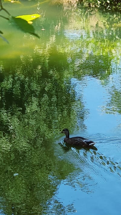 An overhead shot captures a brown duck swimming in a body of water, leaving a rippled trail behind it. The water's surface reflects the surrounding greenery, creating a dappled, textured effect. The scene appears to be a natural outdoor environment, possibly a pond or lake. The image's lighting suggests it was taken during daylight hours. The location is identified as Rupit i Pruit, Spain.