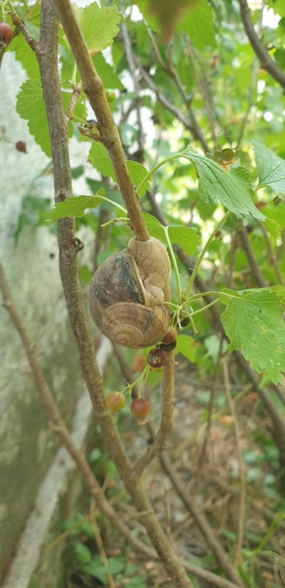 A snail is clinging to a thin, brown branch of a currant bush. The snail's shell is visible, a spiral of brown and grey, with part of its light-colored body extending out. Several small, unripe red berries are clustered on a thin stem below the snail. Green leaves of the currant bush surround the snail and the berries. The background consists of more branches, leaves, and a light-colored, textured wall, possibly a building facade. The scene is outdoors, in what appears to be a natural or cultivated garden setting. The location is specified as Verkhorechenskoye rural settlement, Ukraine.