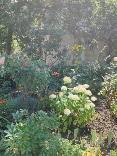 This image depicts a garden scene, likely in Loris, Russia, featuring a variety of flora. In the foreground, a lush green plant with large leaves is prominent. To the right of this, a cluster of white hydrangeas blooms abundantly. Behind these, a rose bush with pink blossoms and a tall plant with yellow flowers are visible. Further back, an orange flowering plant adds a splash of color. The garden is situated near a building with a light-colored brick facade. The environment is illuminated by natural sunlight, casting shadows and creating highlights on the foliage. The ground appears to be cultivated soil, with some unfurling green shoots emerging from it.