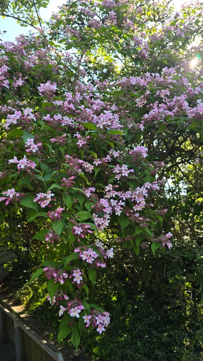The image shows a flowering shrub, likely a beauty bush (Kolkwitzia amabilis), with light pink and white blossoms and green leaves. The flowers are abundant, creating a dense floral display. The shrub is located outdoors, and sunlight is visible through the branches at the top left corner of the image. In the background, there is dense foliage of other trees and shrubs, creating a natural, wooded setting. In the lower right corner, there is a hint of a wooden structure. Based on the prompt, the location is likely in Zirndorf, Germany, although this cannot be confirmed solely from the visual information. There are no people visible in the image.