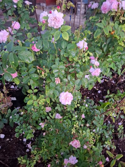 In Grigorovo, Russia, a close-up shot captures a dense rose bush with numerous pale pink and white blossoms. The flowers vary in bloom stage, with some fully open and others appearing as buds. The foliage is a vibrant green, with some leaves exhibiting slight wilting or browning, suggesting natural aging or minor environmental stress. The ground beneath the bush is a dark, earthy soil, interspersed with fallen rose petals and a few white fragments that might be pebbles or debris. The background is out of focus, showing hints of vertical structures and what appears to be a metallic object, possibly part of a garden or urban fixture, but is indistinct. The lighting suggests an outdoor setting, possibly overcast or in diffused sunlight, which softens the colors and details.