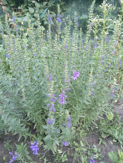 In Keleberdivka, Ukraine, a dense cluster of flowering plants, primarily featuring tall spikes of small, vibrant purple blossoms, dominates the foreground. The plants exhibit numerous lance-shaped, grey-green leaves arranged oppositely along their stems. Amongst the purple flowers, some stems are topped with white flower buds or small white blossoms. The plants are growing in dark soil, with some dry brown seed pods visible on a few stalks. In the background, a muted green metal mesh fence is visible, with foliage and leaves of trees or other larger plants appearing through and behind it. The overall scene depicts a patch of wild or cultivated flowering plants in an outdoor setting, likely a garden or uncultified area.