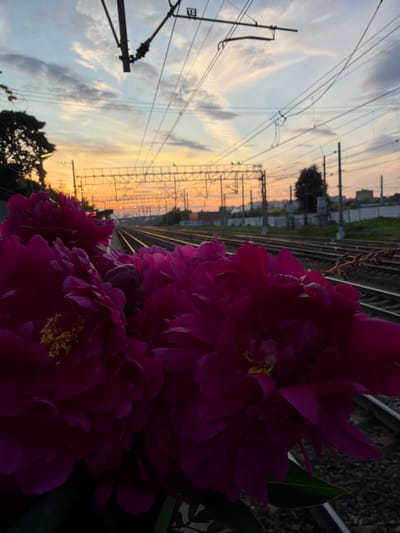 The image depicts a close-up view of vibrant magenta peonies in the foreground, with their petals filling the lower half of the frame. In the background, a railway track stretches into the distance, bordered by a fence and vegetation. Overhead, a complex network of power lines and supporting structures crisscrosses the sky. The sky itself is painted with the warm hues of sunset, featuring streaks of orange, yellow, and pale blue clouds. The scene is devoid of any people or animals. The lighting suggests it is late evening or early morning. Based on visual cues such as the specific type of railway infrastructure and the general landscape, this scene could be located in or around Solnechnogorsk, Russia, a city known for its industrial and transportation networks.