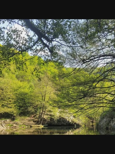 The image depicts a serene natural scene with a body of water in the foreground and lush green foliage in the background. The water's surface is calm, reflecting the surrounding trees and the sky. Overhanging branches of trees, with dappled sunlight filtering through their leaves, frame the view. The environment appears to be a forest or park area, with a rocky bank visible along the water's edge. The overall impression is one of tranquility and natural beauty. There are no people, animals, or any discernable actions or interactions taking place in the image. The location is identified as Bielawska Wieś, Poland.