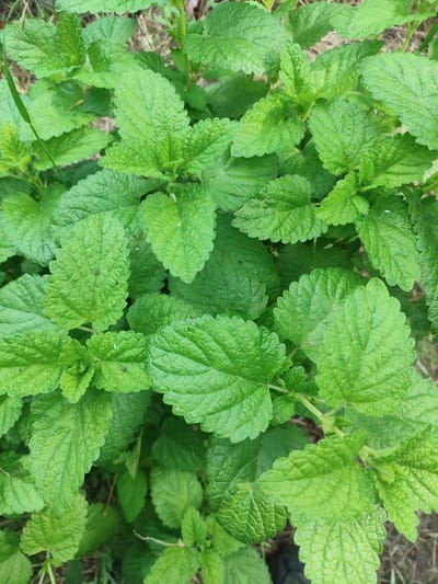 The image depicts a dense cluster of vibrant green leaves from an herbaceous plant, captured in Prigorodnyi, Russia. The leaves are broadly ovate with distinctly crenate or serrated margins, exhibiting a rugose texture characterized by deeply impressed veins that create a puckered appearance on the adaxial surface. The overall coloration is a consistent medium to light green, indicative of healthy foliage. Multiple small, dark, ovoid organisms, consistent with insects (e.g., aphids), are visible on the surfaces of several leaves, alongside scattered minute white specks. The plant forms a thick canopy, with glimpses of dry, brown vegetation and dark soil visible in the blurred background, particularly at the periphery and lower sections of the frame. No human subjects, man-made objects, or specific actions are visible within the frame; the scene focuses exclusively on the plant and its immediate natural environment under natural light.