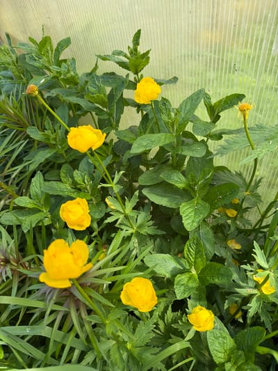 The image shows several globe-flower plants with yellow blossoms in a greenhouse in Ol'khovo, Russia. The plants have a variety of green foliage. A wall of the greenhouse is visible on the left side of the image.