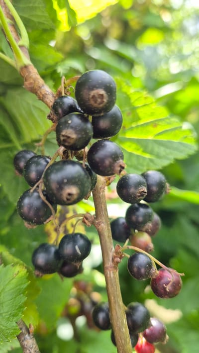 A close-up, vertical shot captures a branch of black currants against a soft-focus green background of leaves and sunlight. The currants are dark, almost black, with a slightly matte finish and tiny, lighter-colored dots visible on their surfaces. Many of the berries are clustered together, while others are more spread out along the thin, brown stem. Some of the currants have small, dried remnants of their stems attached. The lighting suggests an outdoor setting, possibly a garden, with dappled sunlight creating bright highlights on the leaves in the upper portion of the image. The focus is sharpest on the berries, with the surrounding foliage gradually blurring into a warm green and yellow bokeh. There are no people or animals visible in the frame. The scene is natural and unposed.