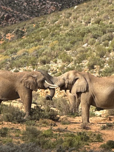 The image, when viewed in its correct upright orientation, captures two African elephants interacting in a rugged, natural environment, likely within the Witzenberg Local Municipality, South Africa.
An adult elephant stands prominently in the upper part of the frame, facing left. Its trunk is raised and curled, revealing its long, curved tusks. Below it, a second, slightly smaller elephant stands, also facing left, with its trunk extended upwards. The two elephants appear to be touching trunks, indicating a social interaction, possibly a greeting or bonding moment.
The setting is characterized by arid or semi-arid terrain, with sparse, low-lying green and brown scrub vegetation interspersed with rocky patches and exposed soil. A darker, rocky hillside or mountain slope is visible in the background on the left side of the image. The lighting suggests bright daylight under a clear sky, likely late morning or early afternoon. There are no people, man-made objects, or visible text present in the image. The scene portrays a serene moment of wildlife in their natural habitat.