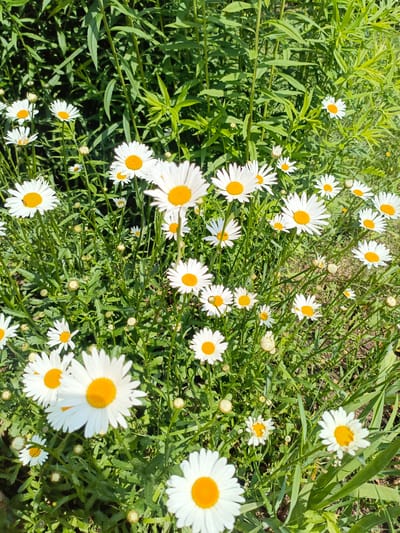 A close-up, high-angle shot captures a dense patch of white and yellow daisies blooming amongst lush green foliage in Novoznamenskaya 1-Ya, Russia. The daisies, with their characteristic white petals radiating from bright yellow centers, vary in size and stage of bloom, with some appearing as fully open flowers and others as unopened buds. The stems are slender and green, supporting the blooms as they reach upwards. The surrounding leaves are elongated and a vibrant green, creating a natural, verdant backdrop for the flowers. The lighting suggests a sunny day, casting a bright, natural light on the scene. There are no people or man-made objects visible in the frame. The image depicts a natural outdoor environment, likely a garden or meadow, showcasing a profusion of daisies.