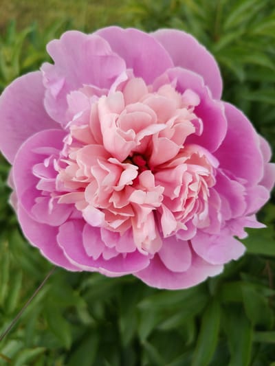 The image is a close-up, top-down shot of a pink peony flower in full bloom. The petals are layered and vary in shade from a deep fuchsia on the outer edges to a soft, creamy pink towards the center. The center of the flower reveals hints of red. The background is a blur of green foliage, suggesting an outdoor garden setting. There is no indication of a specific location within Pleshanovo, Russia; the image focuses solely on the botanical subject.