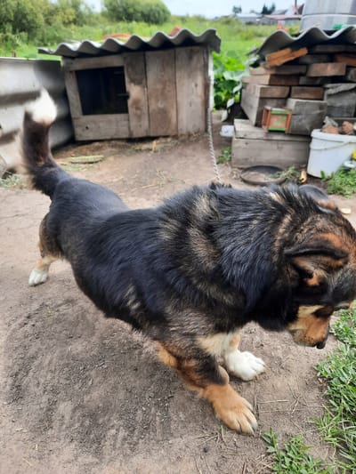 A medium-sized dog with black and tan fur stands on dirt ground in front of a wooden dog house with a corrugated metal roof. The dog house is made of weathered planks and has a dark opening. To the right of the dog house, there is a pile of bricks and wooden planks, with a white bucket and a small green and orange object on top of them. Green vegetation is visible in the background, and a chain is attached to the dog's collar. The overall scene suggests a rural or outdoor setting in Большое Сорокино, Russia.