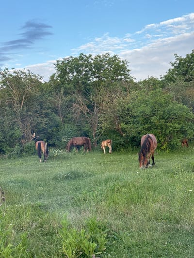 The image depicts a rural scene in Novomar'evskaya, Russia, with a group of horses grazing in a grassy field. Several horses are visible, some are brown, and one is a lighter tan color, possibly a foal. They are spread out across the field, with some grazing near a line of trees and dense foliage. The time of day appears to be late afternoon or early evening, given the quality of light. The sky is a clear blue with some wispy white clouds. The overall mood is peaceful and serene, with the animals enjoying the open space. There are no visible text elements in the image.