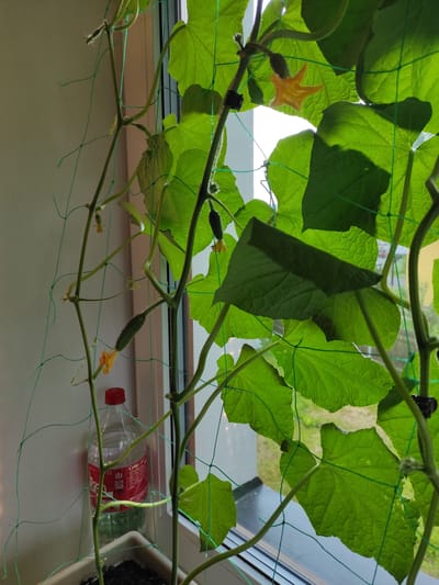 A close-up, vertical shot captures a cucumber plant growing indoors, likely on a windowsill, with its vines supported by green netting. The plant features large, vibrant green leaves and several small, developing cucumbers. One yellow cucumber flower is visible. To the left of the plant, a partially visible plastic bottle with a red cap, appearing to be a Coca-Cola bottle, sits in a pot. The background shows a window with a view of outdoor greenery, suggesting an urban setting in Jablonec nad Nisou, Czechia, possibly on a balcony or in an apartment. The lighting suggests it is daytime, with sunlight filtering through the leaves.