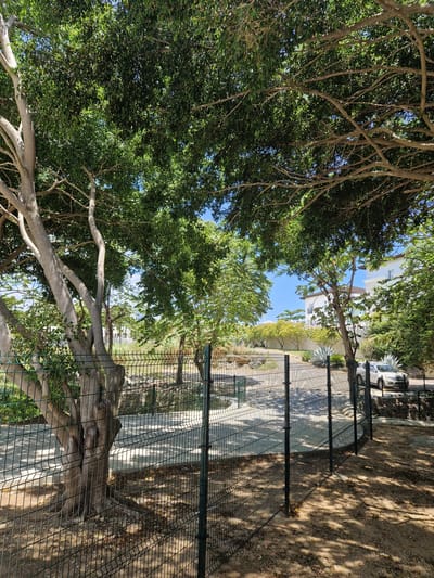 This is an outdoor, eye-level, full-shot photograph taken in Sosúa, Dominican Republic. The scene depicts a fenced-off area with a paved pathway in the foreground. A large tree with thick, greyish-white branches dominates the left side of the frame, casting shadows on the ground. Beyond the fence, a pathway curves around a green space, and several trees with lush green foliage are visible. In the background, modern white buildings with brown roofs and a white SUV parked on a gravel area can be seen. The sky is a clear, bright blue. The image captures a sunny day with ample natural light.