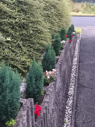 The image depicts a low concrete planter box, constructed from vertical, grooved concrete slabs, filled with a row of small evergreen trees. Interspersed among the trees are small flowering plants with red and light pink blossoms. The planter box is situated alongside a paved walkway or road, bordered by a strip of small white pebbles. To the left of the planter box is a dense hedge of light green foliage. In the background, a paved surface, likely a street, is visible, with some dry grass and vegetation beyond it. The scene appears to be outdoors in a suburban or residential area.