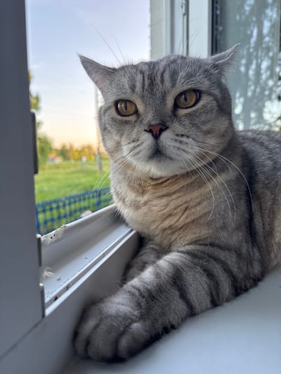 A grey tabby cat with yellow eyes is perched on a windowsill, looking directly at the camera. The cat's fur is patterned with dark grey stripes. Through the window, a grassy field with a blue fence and some distant trees can be seen. The sky is a pale blue with hints of orange from what appears to be a sunset. The windowsill is white and shows some signs of wear and tear. The image was captured in Lysaya Gora, Russia.