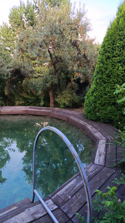 A high-angle, eye-level shot captures an outdoor pool with a wooden deck in Poletaevo 1th, Russia. The pool's water is clear and greenish, revealing a rocky bottom and reflections of trees. A curved metal railing, partially rusted, extends from the deck into the pool. The wooden deck, constructed from dark, weathered planks, encircles the pool, with some planks showing signs of wear and tear.
Surrounding the pool and deck is lush vegetation. A large tree with silvery-green leaves and small orange berries stands prominently in the background, its branches reaching towards the sky. To the right of the pool, a tall, dense evergreen tree dominates the frame. The ground around the deck is covered with fallen leaves. The sky above is a pale, hazy blue, suggesting a slightly overcast or early evening setting. No people are visible in the image.