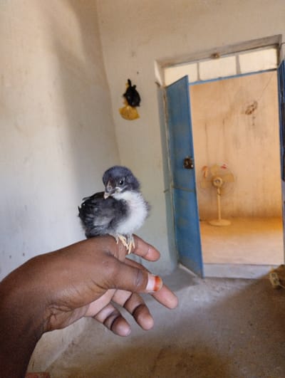 The image captures an indoor scene within the city of Az Zumah, Sudan. A small chick, predominantly dark grey with white feathers on its breast and belly, is perched on the outstretched fingers of a human hand. The hand exhibits dark skin, and the index finger's nail has a reddish-brown stain. The chick faces slightly left of the frame's center, its claws gripping the fingers. In the background, a plain, light-colored wall occupies the left side. To the right, a blue-painted wooden door is ajar, revealing an adjacent room. Within this room, a light-colored pedestal fan stands on the floor. An indeterminate dark object, possibly a small bag or piece of fabric, is suspended from the wall near the door frame, secured by a yellow material. The floor throughout the visible area is a light brown, hard surface.