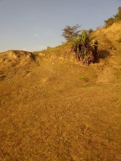 The image portrays an arid, sloping landscape in Central ward, Kenya, under a clear, pale blue sky. The foreground and mid-ground are covered by sparse, dry, yellowish-brown grass intermixed with exposed, sandy-brown earth. A prominent, steep embankment of reddish-brown soil rises diagonally from the mid-ground towards the upper right. Rooted into this embankment, slightly right of center, is a large, multi-leafed, green spiky plant, resembling a sisal or agave, which casts a shadow to its immediate left. Further up the slope and to the left of this plant, a sparse tree with thin, bare branches stands against the sky. The upper crest of the embankment exhibits scattered patches of green vegetation. Faint, worn depressions consistent with a narrow path are visible ascending the slope on the left side. No individuals, animals, or artificial structures are present.