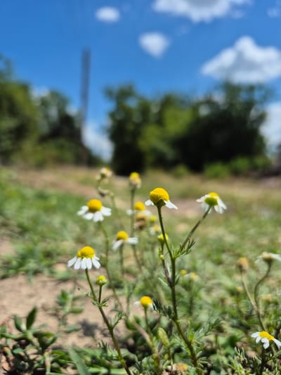 A low-angle, close-up photograph captures a patch of wild daisies blooming in a grassy, outdoor setting. The focus is on several small white daisies with bright yellow centers, their delicate petals slightly bent. The foreground is occupied by these flowers and other green foliage, with a dry, dusty ground visible beneath. In the background, out of focus, is a blurred expanse of green trees and a bright blue sky dotted with white clouds. A faint, dark vertical line, possibly a utility pole, is visible against the sky. The overall impression is of a sunny day in a natural, somewhat unkempt environment. The scene is consistent with undeveloped or park-like areas that might be found on the outskirts of a town such as Kardam, Bulgaria, where vegetation can be sparse and punctuated by wild flowers.