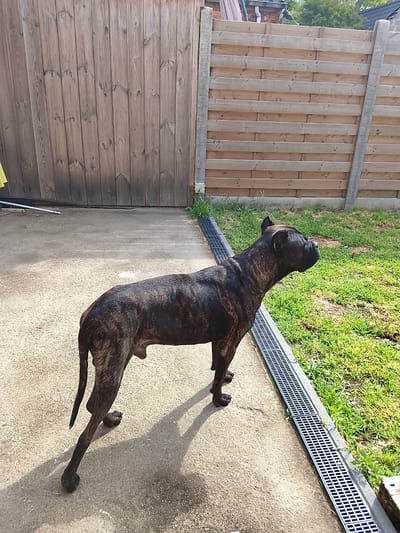 This image captures a large, brindle-coated dog, likely a Cane Corso, standing in an outdoor setting on a sunny day in Waasmunster, Belgium. The dog is positioned in profile, facing towards the right side of the frame, with its head slightly raised and ears erect, suggesting it is alert and observing something in the distance. Its dark, striped fur is prominent, and strong shadows cast by its body indicate bright sunlight.

The scene features a concrete or paved ground area in the foreground and midground, which transitions into a strip of green grass along the right. A long, black metal drainage grate runs parallel to the dog, separating the paved area from the grass. In the background, two distinct wooden fences enclose the space. To the left, there is a tall, weathered fence made of vertical wooden planks. To the right, a lighter-colored fence composed of horizontal wooden slats is supported by concrete posts. Above this fence, glimpses of green foliage and a building with a dark roof are visible.

A small yellow object and other indeterminate items are partially visible on the ground near the left fence. A white electrical box is affixed to one of the concrete fence posts on the right. The weather appears clear and sunny, likely during the day, given the strong shadows. No people or visible text are present in the image.