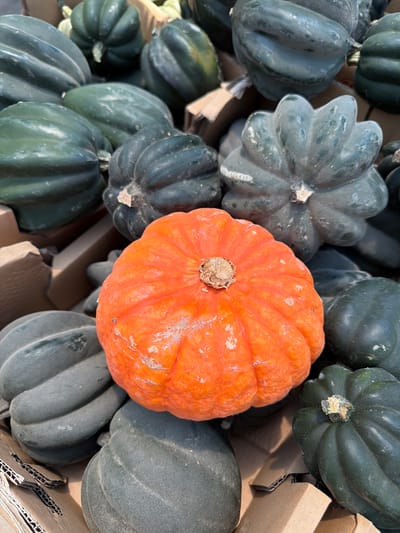 The image shows a close-up, high-angle view of various squashes inside what appears to be a cardboard container. The scene likely takes place in Kadima-Zoran, Israel, although this is speculative. There are several dark green acorn squashes of varying sizes. Nestled among them is a single, bright orange squash that stands out due to its color. The squashes are packed tightly together, some touching the interior cardboard walls of the container. The squashes are all mature, with visible ridges and a dull sheen. The environment suggests a harvest or market display, with the squashes possibly being prepared for sale or storage. No people are visible in the scene.