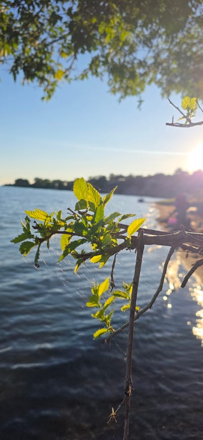 A close-up view of a tree branch with green leaves and cobwebs is featured in the foreground, with a body of water and a distant shoreline in the background. The sun is setting, casting a warm glow over the scene and creating reflections on the water. The location is Issyk-Kul, Kyrgyzstan.
