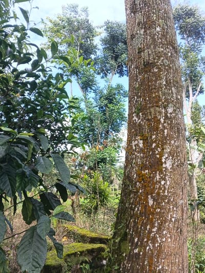 A lush, green landscape features a thick tree trunk dominating the right side, its bark mottled with white and orange patches. To the left, dark green foliage fills the frame, leading to a sunlit clearing with various plants. Taller trees with lighter green leaves rise in the background, reaching towards a partly cloudy sky. Moss-covered steps are visible near the base of the main tree, adding texture to the scene.