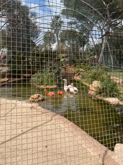 The image displays an outdoor animal enclosure in Sant Llorenç des Cardassar, Spain, viewed through a rusty, square-grid wire mesh fence positioned in the immediate foreground. The fence occupies the majority of the frame, from the lower-left to the upper-right corner.
Within the enclosure, a body of dark green water, likely a pond or shallow lake, occupies the central and lower-right sections. Five flamingos are present in the water: two are distinctly reddish-orange, and three are lighter pink to white. All five are standing or wading.
The perimeter of the water body features natural rock formations and lush green vegetation, including various bushes, small trees, and palm fronds. A light-colored concrete or paved surface borders the water in the lower-left foreground, extending behind the fence. In the background, beyond the immediate enclosure, more dense green foliage and tall trees are visible beneath a partly cloudy blue sky. A finer mesh net appears to form part of the enclosure's upper structure. Sunlight casts distinct shadows from the wire mesh onto the concrete ground in the foreground. No human individuals are visible within the enclosure or immediately outside the fence.