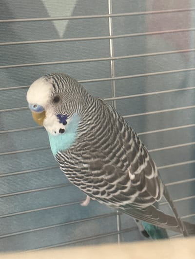 The image shows a budgerigar bird in a cage. The bird is mostly grey and white with some light blue on its face. It has black eyes and a yellow beak. The bird is facing towards the viewer, with its head tilted slightly. The cage bars are visible in the background, as is a blue patterned wall. The lighting suggests it could be daytime. There is no visible text.