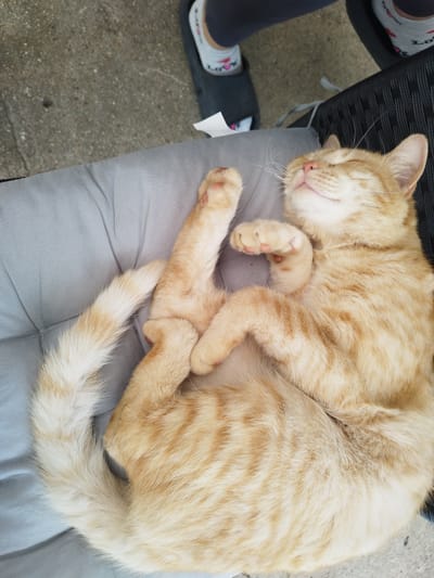 A medium-shot depicts an orange tabby cat asleep on a light grey cushion, which is set on a black chair with a woven pattern. The cat is curled up with its legs stretched upward and its paws resting on its chest. The cat's eyes are closed and its whiskers are visible. In the upper left corner of the image, the lower legs and feet of a person wearing grey pants and light blue sandals with the word "LOVE" written on them are visible. The background is a concrete surface. The location is Beli Izvor, Bulgaria.