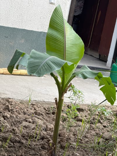 The image shows a young banana plant with large, green leaves in an outdoor setting. The plant is positioned next to a textured, light-colored wall, with a patch of dry, brown soil to its right, where some sparse green grass is growing. A dark wooden structure is visible above and behind the plant. The lighting suggests it is daytime. The scene appears to be a garden or backyard in a warm climate. There are no people visible and no text is present in the image. The orientation of the image is sideways.