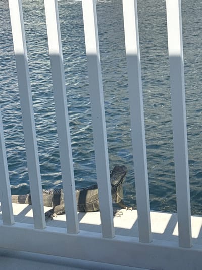 An outdoor scene depicts a large, dark grey iguana resting on a white, flat surface, likely a dock or seawall, adjacent to a body of rippled blue-green water. The iguana's head is raised and oriented towards the right, while its body, displaying lighter banding, extends to the left. The scene is viewed through a white, vertical baluster railing in the foreground, with the balusters casting distinct shadows on the white surface from sunlight originating from the left. No human subjects are visible. The environment is characteristic of a sunlit waterfront property in Hallandale Beach, United States, consistent with an intercoastal waterway or canal.