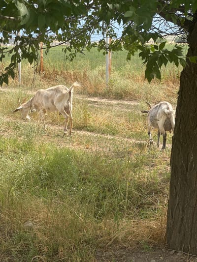 Two goats are grazing in a field with dry grass and some green patches. A tree trunk is in the foreground on the right side. In the background, there is a fence and some distant structures. The scene appears to be in a rural area.