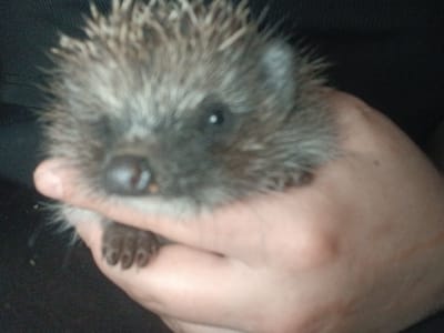 The media file is a close-up photograph of a person's hand holding a small hedgehog. The hedgehog's face is partially visible, with its dark eye and snout discernible. The hand is cupped around the animal, with the hedgehog's prickly fur and tiny paws also in view. The background is dark and out of focus, suggesting an indoor setting, possibly at night. There is no visible text in the image. The image appears to capture a moment of gentle interaction between a human and a wild animal, possibly in a rural or natural setting. Given the provided location context of Chutove, Ukraine, this could be a common wild hedgehog found in that region.