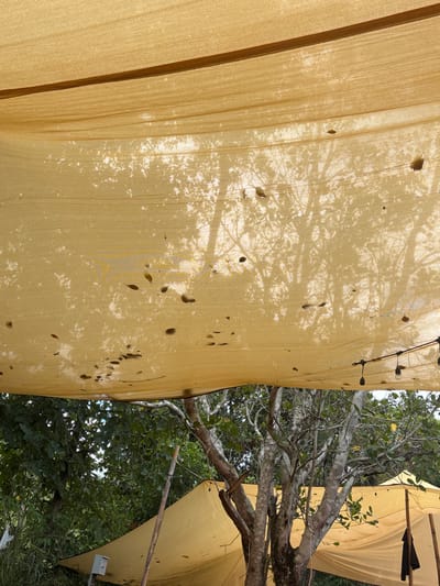 A tan-colored, porous fabric hangs, displaying numerous small holes, possibly from wear or insect damage. Sunlight filters through, casting a hazy reflection of tree branches and leaves onto the fabric's surface. The background reveals a dense canopy of green foliage intertwined with gnarled, bare tree branches. Adjacent sections of similar fabric create a tent-like structure, partially visible in the background. Overall, the image captures a scene of dappled light and textures under a makeshift canopy.