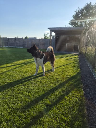 A Japanese Akita dog stands on a well-maintained grassy lawn in a fenced outdoor enclosure. The dog is predominantly dark brown and white with a bushy tail curled over its back. It has its head turned to the left, looking towards the camera. The enclosure features a wooden and metal structure with barred openings, possibly a shelter or kennels. A chain-link fence runs along the top of the enclosure, with a gravel-like path beneath it. The sun is shining brightly, casting long shadows across the grass, suggesting it is late afternoon or early morning. The sky is clear and blue. In the background, wooden fences and trees are visible. The overall scene is one of an outdoor canine facility or a large backyard. The dog appears alert and poised.