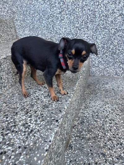 A small black and tan dog with a red and blue collar is standing on a terrazzo-patterned staircase in an outdoor urban setting. The dog's body is mostly black, with tan markings on its face, chest, and legs. It is looking directly at the camera with an alert expression. The staircase is made of concrete with visible aggregate of various colors, including black, white, and gray. The background is a blurred, textured wall, also likely made of concrete. The lighting suggests it is daytime. The location is identified as Dalgopol, Bulgaria, suggesting this is a street or public space within that city.