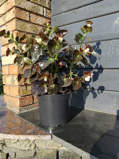 An outdoor shot shows a potted begonia plant on a dark, reflective surface next to a weathered brick pillar and a grey wooden wall. The begonia has dark, glossy leaves with some small white flowers. Sunlight casts distinct shadows on the wooden wall behind the plant. The brick pillar is composed of light-colored bricks with visible mortar and some discoloration. The scene is likely a balcony or patio area. The location is a city in Ukraine, specifically Novoselytsia.