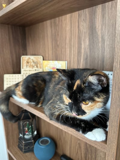 A calico cat is resting on a wooden shelf in what appears to be a home in Znamya Oktyabrya, Russia. The cat is positioned on its back, with its paws outstretched. It has a tortoiseshell pattern with patches of black, orange, and white fur. The cat's eyes are open and appear to be yellow. Its tongue is slightly sticking out, giving it a playful or relaxed expression. The cat is lying on top of a white object with small grid-like indentations, possibly a calendar or a keyboard. To the left of the cat, there are some other small objects on the shelf, including what looks like a small yellow card. To the right, there is a blue spherical object and a small decorative lantern with a Christmas scene inside. The shelf is made of wood with a prominent grain pattern. The lighting suggests it is daytime, and there are no indicators of weather conditions. The scene evokes a sense of domestic comfort and a moment of leisure for the pet. There is no visible text in the image that is clearly legible.