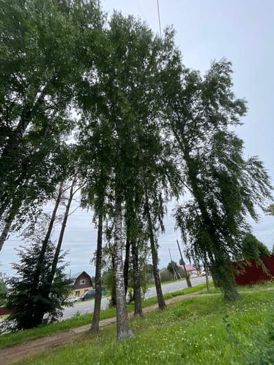 The image shows a group of birch trees with lush green leaves, their branches reaching towards an overcast sky. The trees are positioned in the foreground, with their distinctive white bark with black markings visible. Behind the trees, a dirt path runs diagonally across the lower left of the frame, bordered by a grassy area with scattered white wildflowers. Further in the background, a road is visible, with two vehicles parked on its shoulder. A house with a brown roof and yellow siding is situated across the road, partially obscured by trees. A red fence runs along the right side of the road in the distance. The overall scene suggests a rural or suburban setting, possibly the city of Kstininino, Russia, characterized by natural elements and residential structures.