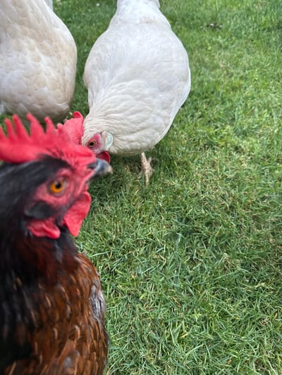 This is a close-up, eye-level shot of three chickens on a green, grassy lawn. In the foreground and slightly out of focus, a black and brown rooster with a bright red comb faces left, with its head tilted upwards. Behind and to the right of the rooster, a white hen pecks at the grass, its head angled down towards the ground. Another white chicken is partially visible on the far left, with its back to the camera. The grass appears to be well-maintained and is the dominant element of the background. The lighting suggests it is daytime. This scene is located in Fairview Township, United States of America.