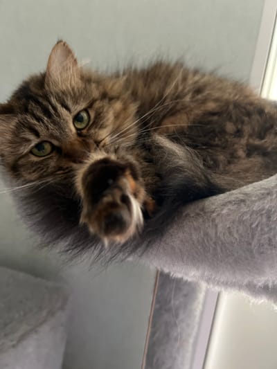 A close-up, low-angle shot features a fluffy brown tabby cat lying on a grey, plush surface, likely a cat tree. The cat's head is tilted towards the camera, with its green eyes gazing directly at the viewer. Its front paw is extended forward, partially obscuring its face. The cat has a long, bushy tail curled around its body. The background is a soft, greyish-blue wall and a vertical white door frame on the right. The lighting is soft and diffused.