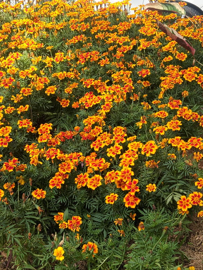 This image depicts a dense planting of marigold flowers, predominantly in shades of orange and yellow, with some featuring red or mahogany accents on their petals. The flowers are tightly packed, creating a vibrant carpet of color against a backdrop of dark green foliage. Some of the flowers appear to be in full bloom, while others are still developing buds or showing signs of wilting. The overall impression is one of abundant growth and natural beauty. The presence of a variegated leaf and a dark, circular object in the upper right corner of the image suggest that this planting may be part of a garden, park, or botanical setting, potentially located in the city of Cikole, Indonesia. There are no people visible in the image, and no specific actions or interactions are depicted, creating a static, purely botanical scene.