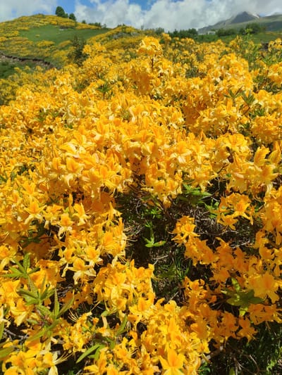 The image shows a dense cluster of bright yellow flowers in the foreground, filling the majority of the frame. The flowers have a trumpet-like shape with visible stamens. In the background, a green hillside slopes upwards, dotted with more of the same yellow flowers. Further back, a mountain range with snow-capped peaks is visible under a partly cloudy sky. The scene appears to be a natural landscape, likely in the vicinity of Kumlistsikhe, Georgia, suggesting a location in a mountainous or hilly region during a period of blooming flora. There are no people or animals depicted in the image. The overall impression is one of vibrant natural beauty.