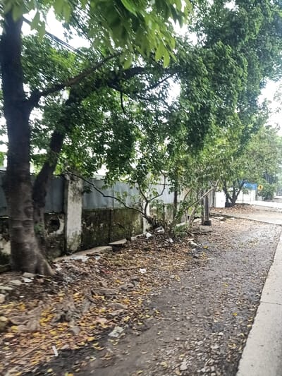 A street scene features a dilapidated concrete wall overtaken by foliage along the left side. A large tree stands prominently, its branches extending overhead. The ground is littered with debris and fallen leaves, covering a rough asphalt surface. A sidewalk runs along the right edge of the frame. Green trees line the street, partially obscuring a road sign in the distance, adding depth to the composition.