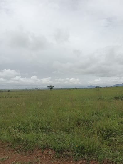 An overcast day with heavy clouds covers a vast, flat expanse of tall, green grass. In the mid-ground, a solitary, wide-branched tree stands alone in the field. Further in the distance, the landscape gently slopes upwards, culminating in the hazy outlines of mountains on the horizon. The foreground features a patch of reddish-brown soil with sparse green vegetation.